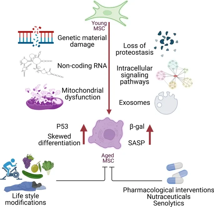 Hallmarks of aging diagram showing stem cell exhaustion, cellular senescence, and mitochondrial dysfunction — the biological targets of MSC anti-aging therapy