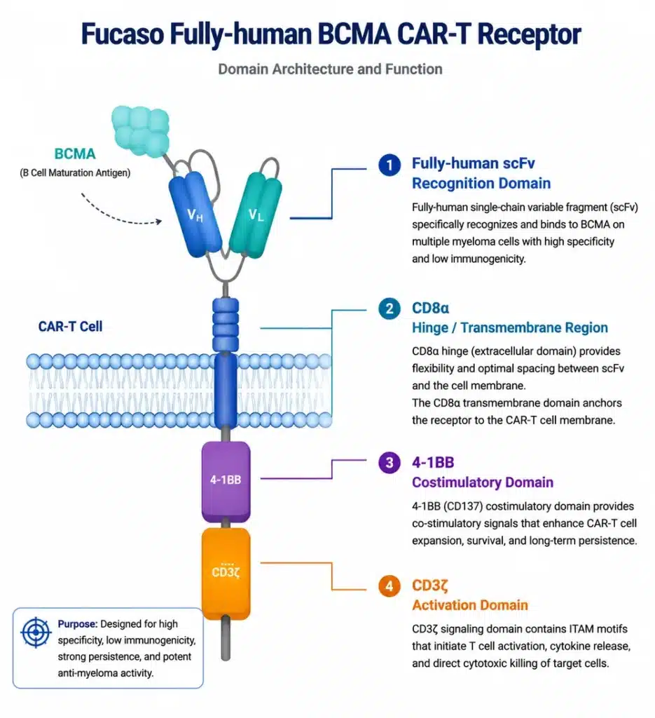 Fucaso fully-human BCMA CAR-T receptor design diagram - scFv recognition domain, CD8 alpha hinge, 4-1BB costimulatory domain, and CD3 zeta activation domain